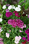 Bed of purple and white sweet William