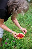 Woman picking wild strawberries