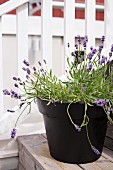 Flowering lavender in black ceramic pot on wooden steps