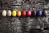 Easter eggs dyed using various materials on piece of cherry bark