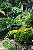 Niedrige Natursteinmauer und kugelförmige Buchsbäume vor terrassiertem, idyllischem Garten