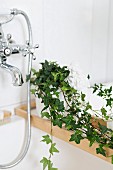 Potted ivy on edge of bathtub with retro tap fittings