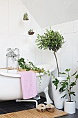 Potted fig and small olive tree, potted ivy on bath rack and plants in glass globes suspended over retro bathtub