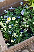 Grape hyacinths, violas and daisies in wooden crate