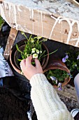 Child's hands touching grape hyacinth in clay pot below paint-spattered wooden table