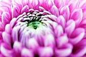 Pink dahlia (close-up)