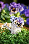 Mind-your-own-business plant and violas in miniature watering can