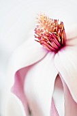 Geöffnete Magnolienblüte (Close Up)