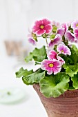 Large-flowered, pink and white German primrose in old terracotta pot