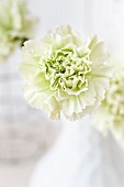 Pale green 'Goblin' carnation (close-up)