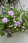 Petunias and twinspur planted in metal wall basket planter