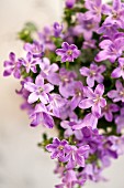 Purple campanula (close-up)