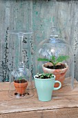 Young melon plants protected by glass cover and upturned wineglass and seedlings kept moist in ceramic mug on wooden crate