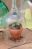 Melon seedling kept warm by cloche made from upturned wineglass on wooden surface