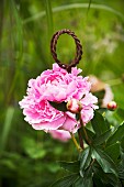 Pink peony and rusty metal plant support