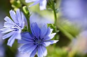 Blaue Chicoreeblumen