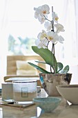 weiße Orchidee in silberfarbenem, glänzendem Übertopf