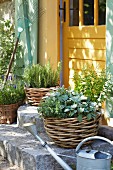Mediterranean herbs in planters on stone steps in front of a yellow wooden door