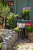 Zinc watering cans, flowers and pot plants in various containers on a paved area in a garden