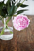Pink peony in glass vase