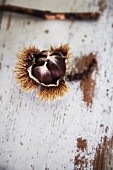 Sweet chestnuts in split shell