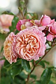 Floribunda rose of the variety 'Marie Curie'