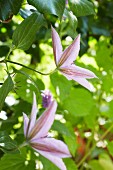 Purple clematis in a garden