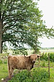 Long-horned cow in field