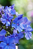 Blue-flowering hydrangea
