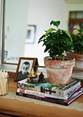 House plant on stack of books in front of mirror