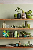 Wooden shelves of house plants, crockery and ornaments in various shades of green on pastel green wall