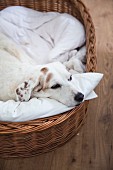 Dog in dog basket