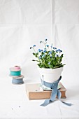 Forget-me-not in white pot ties with grey ribbon
