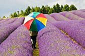 Woman walking through fragrant lavender field; Cotswolds, Great Britain