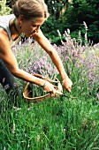 Lavender harvest; Vashon Island, Washington state, United States of America, 