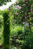 Blühender Rosenbusch in sommerlichem Garten