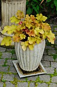 Foliage plant in concrete planter with saucer on cobbled floor in front of plinth