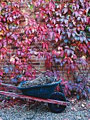 Wheelbarrow full of soil in front of brick wall covered in red vine leaves