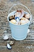 Bucket of seashells