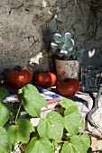 Frisch geerntete Tomaten, Sukkulententopf und ein Buch auf dem Absatz einer berankten Fassade