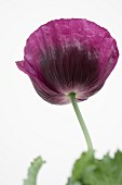 Purple poppy