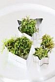 Pastry cutters filled with fresh moss on silver plate