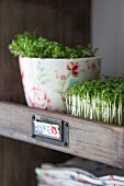 Fresh cress in compartment of wooden kitchen shelves