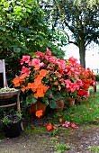Potted begonias in various shades of red in summery garden
