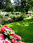 Pink-flowering hydrangea and flowering plants in summer garden with clipped lawn
