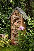 Insect hotel and flowering phlox in garden