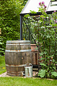 Old wooden barrel used as water butt against greenhouse wall and zinc watering can in green summer garden