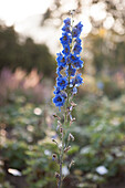 Single blue delphinium flower spike