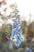 Single, delicate blue delphinium flower spike