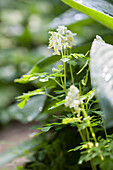 White-flowering corydalis